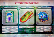Стенды для кабинета биологии - «globural.ru» - Краснотурьинск