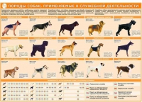 Комплект плакатов "Кинология" - «globural.ru» - Краснотурьинск