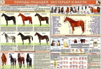 Комплект плакатов "Служебное коневодство" - «globural.ru» - Краснотурьинск