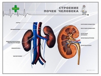 Стенд "Строение почки человека" - «globural.ru» - Краснотурьинск