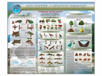 Стенд "Как выжить в суровых условиях" (вариант 1) - «globural.ru» - Краснотурьинск