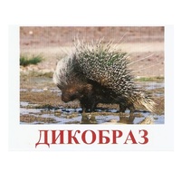 Карточки Домана "Дикие животные-3" - «globural.ru» - Краснотурьинск