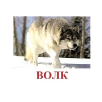 Карточки Домана "Дикие животные-1" - «globural.ru» - Краснотурьинск