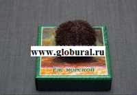 Сухой препарат "Еж морской" - «globural.ru» - Краснотурьинск