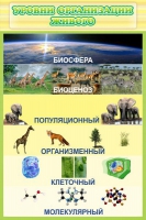 Стенд "Уровни организации живого" - «globural.ru» - Краснотурьинск