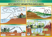 Таблица Круговорот веществ в биосфере 1000*700 винил - «globural.ru» - Краснотурьинск