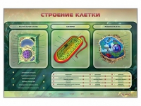 Электрифицированный стенд "Строение клетки" с маркерными полями - «globural.ru» - Краснотурьинск