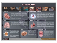 Стенд "Курение" (вариант 1) - «globural.ru» - Краснотурьинск