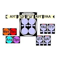 Модель-аппликация "Биосинтез белка" (ламинированная) - «globural.ru» - Краснотурьинск