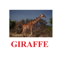 "Wild Animals-1" ("Дикие животные-1") английские карточки Домана - «globural.ru» - Краснотурьинск