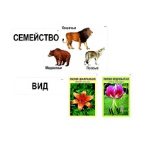 Модель-аппликация "Классификация растений и животных" (ламинированная) - «globural.ru» - Краснотурьинск