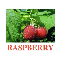 "Berries-1" ("Ягоды-1") английские карточки Домана - «globural.ru» - Краснотурьинск