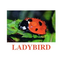 "Insects" ("Насекомые") английские карточки Домана - «globural.ru» - Краснотурьинск