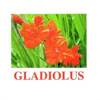 "Flowers-1" ("Цветы-1") английские карточки Домана - «globural.ru» - Краснотурьинск