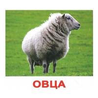 .Карточки Домана "Домашние животные" - «globural.ru» - Краснотурьинск