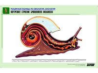 Рельефная таблица "Внутреннее строение брюхоногого моллюска" (формат А1, матовое ламинир.) - «globural.ru» - Краснотурьинск