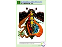 Рельефная таблица "Внутреннее строение жука" (формат А1, матовое ламинир.) - «globural.ru» - Краснотурьинск