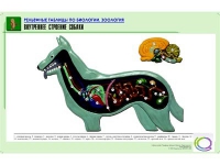 Рельефная таблица "Внутреннее строение собаки" (формат А1, матовое ламинир.) - «globural.ru» - Краснотурьинск