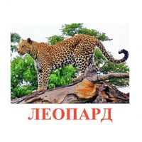 Карточки Домана "Дикие животные-2" - «globural.ru» - Краснотурьинск