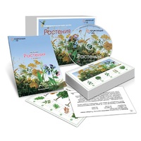 Комбинированное наглядное пособие «Растения» - «globural.ru» - Краснотурьинск