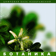 Ботаника. (Цифровая база изображений) - «globural.ru» - Краснотурьинск