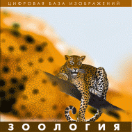Зоология. (Цифровая база изображений) - «globural.ru» - Краснотурьинск