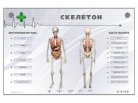 Электрифицированный стенд-тренажер "Скелетон" - «globural.ru» - Краснотурьинск
