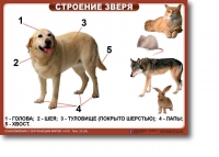 Ознакомление с окружающим миром. 1-4 класс. Комплект таблиц. Наглядные пособия для начальной школы, учебные пособия - «globural.ru» - Краснотурьинск