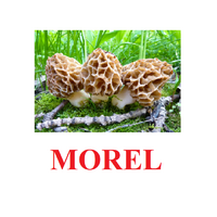 "Mushrooms" ("Грибы") английские карточки Домана - «globural.ru» - Краснотурьинск