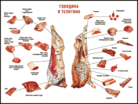 Правила разделки мясных туш "Говядина и телятина" 1000*1400 винил - «globural.ru» - Краснотурьинск