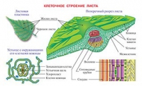Плакаты и таблицы по биологии - «globural.ru» - Краснотурьинск