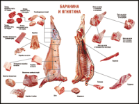 Правила разделки мясных туш "Баранина и ягнятина" 1000*1400 винил - «globural.ru» - Краснотурьинск