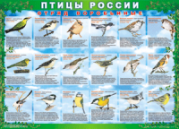 Таблица Птицы России из  4 листов в комплекте 1000*1400 винил	 - «globural.ru» - Краснотурьинск