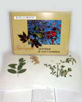 Гербарий Деревья и кустарники (20 видов) - «globural.ru» - Краснотурьинск