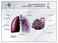 Стенд "Дыхательная система человека" - «globural.ru» - Краснотурьинск