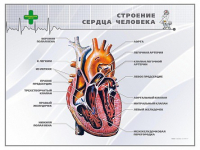 Стенд "Строение сердца человека" - «globural.ru» - Краснотурьинск