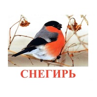 Карточки Домана "Птицы-1" - «globural.ru» - Краснотурьинск