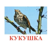 Карточки Домана "Птицы-3" - «globural.ru» - Краснотурьинск