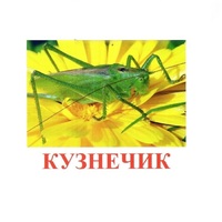 Карточки Домана "Насекомые" - «globural.ru» - Краснотурьинск