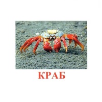 Карточки Домана "Подводный мир" - «globural.ru» - Краснотурьинск