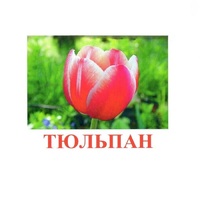 Карточки Домана "Цветы-1" - «globural.ru» - Краснотурьинск