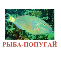 Карточки Домана "Рыбы" - «globural.ru» - Краснотурьинск