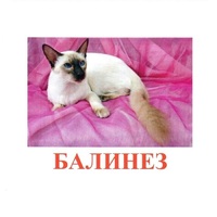Карточки Домана "Породы кошек" - «globural.ru» - Краснотурьинск