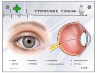 Интерактивный стенд "Строение глаза" - «globural.ru» - Краснотурьинск