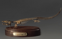 Модель скелета мозазавра Mosasaurus - «globural.ru» - Краснотурьинск