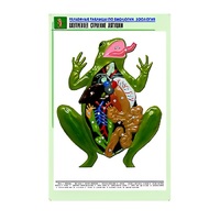 Рельефная таблица "Внутреннее строение лягушки" (формат А1, матовое ламинир.) - «globural.ru» - Краснотурьинск