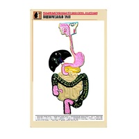 Рельефная таблица "Пищеварительный тракт" (формат А1, матовое ламинир.) - «globural.ru» - Краснотурьинск