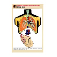 Рельефная таблица "Строение легких" (формат А1, матовое ламинир.) - «globural.ru» - Краснотурьинск
