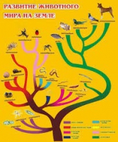 Стенд "Развитие животного мира на земле" - «globural.ru» - Краснотурьинск