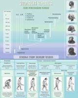 Стенд "Эволюция человека" (вариант 1) - «globural.ru» - Краснотурьинск